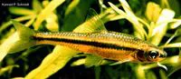 Blackchin shiner (Notropis heterodon)