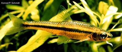 Blackchin shiner (Notropis heterodon)