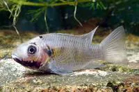 Blackchin tilapia (Sarotherodon melanotheron melanotheron)
