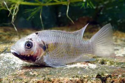 Blackchin tilapia (Sarotherodon melanotheron melanotheron)