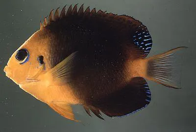 Blackear angelfish (Centropyge hotumatua)