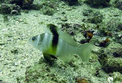 Blackear bass (Serranus atrobranchus)