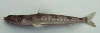 Blackear lizardfish (Synodus hoshinonis)