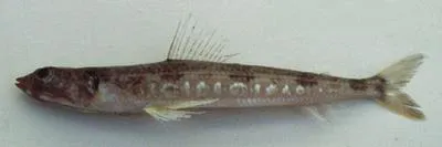 Blackear lizardfish (Synodus hoshinonis)