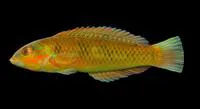 Blackear wrasse (Halichoeres poeyi)