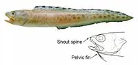 Blackedge cusk-eel (Lepophidium pheromystax)