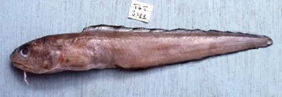Blackedge cusk (Ophidion muraenolepis)