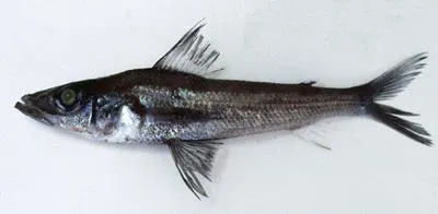 Blackedge greeneye (Chlorophthalmus nigromarginatus)