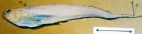 Blackedge pearlfish (Pyramodon lindas)