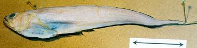 Blackedge pearlfish (Pyramodon lindas)