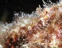Blackedge triplefin (Enneanectes atrorus)