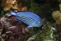 Blackedged angelfish (Genicanthus watanabei)