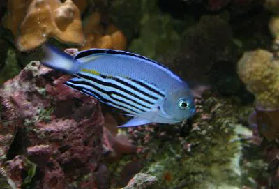 Blackedged angelfish (Genicanthus watanabei)