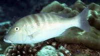 Blackeye emperor (Lethrinus enigmaticus)