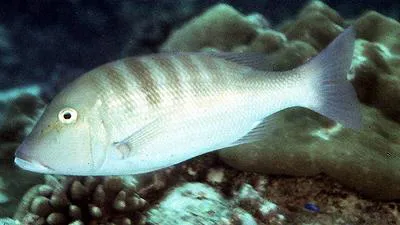 Blackeye emperor (Lethrinus enigmaticus)