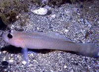 Blackeye goby (Rhinogobiops nicholsii)