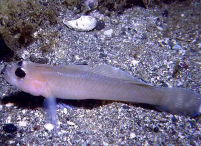 Blackeye goby (Rhinogobiops nicholsii)