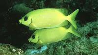 Blackeye rabbitfish (Siganus puelloides)
