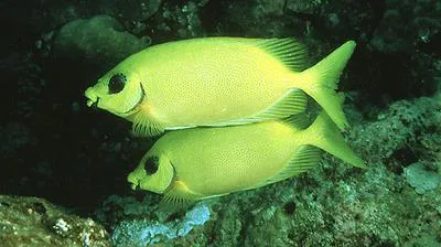 Blackeye rabbitfish (Siganus puelloides)