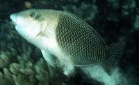 Blackeye thicklip (Hemigymnus melapterus)
