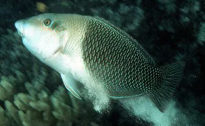 Blackeye thicklip (Hemigymnus melapterus)