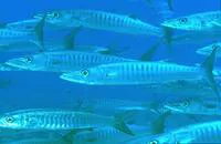 Blackfin barracuda (Sphyraena qenie)