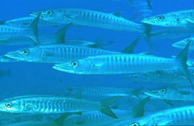 Blackfin barracuda (Sphyraena qenie)