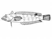 Blackfin blenny (Paraclinus nigripinnis)