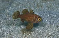 Blackfin cardinalfish (Astrapogon puncticulatus)