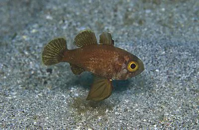 Blackfin cardinalfish (Astrapogon puncticulatus)