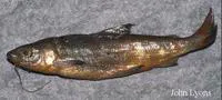 Blackfin cisco (Coregonus nigripinnis)