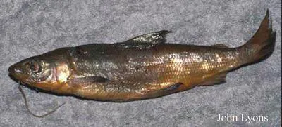 Blackfin cisco (Coregonus nigripinnis)