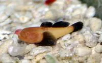 Blackfin coral goby (Paragobiodon lacunicolus)