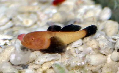 Blackfin coral goby (Paragobiodon lacunicolus)