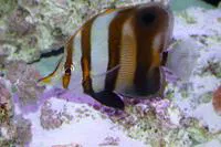 Blackfin coralfish (Chelmon muelleri)