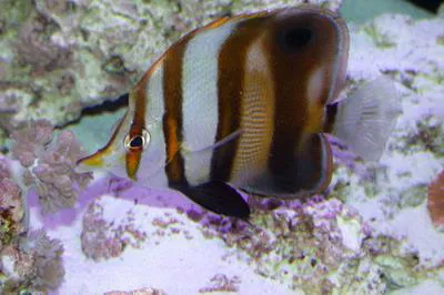 Blackfin coralfish (Chelmon muelleri)