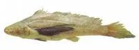 Blackfin croaker (Lonchurus elegans)
