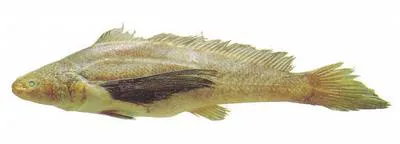 Blackfin croaker (Lonchurus elegans)