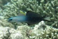 Blackfin dartfish (Ptereleotris evides)
