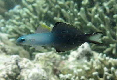 Blackfin dartfish (Ptereleotris evides)