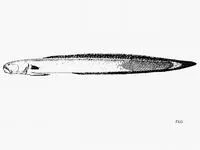 Blackfin eel goby (Taenioides nigrimarginatus)