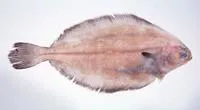 Blackfin flounder (Glyptocephalus stelleri)