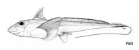 Blackfin ghostshark (Hydrolagus lemures)