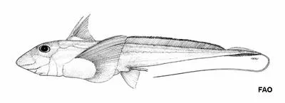 Blackfin ghostshark (Hydrolagus lemures)