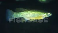 Blackfin goodea (Goodea atripinnis)