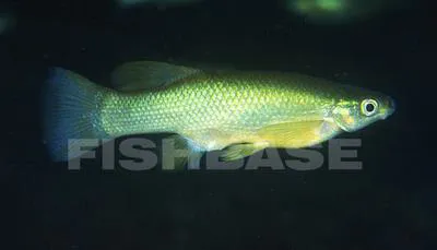 Blackfin goodea (Goodea atripinnis)