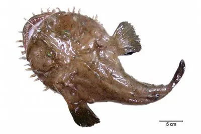 Blackfin goosefish (Lophius gastrophysus)