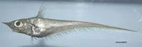 Blackfin grenadier (Coelorinchus caribbaeus)