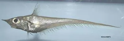 Blackfin grenadier (Coelorinchus caribbaeus)