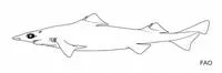 Blackfin gulper shark (Centrophorus isodon)